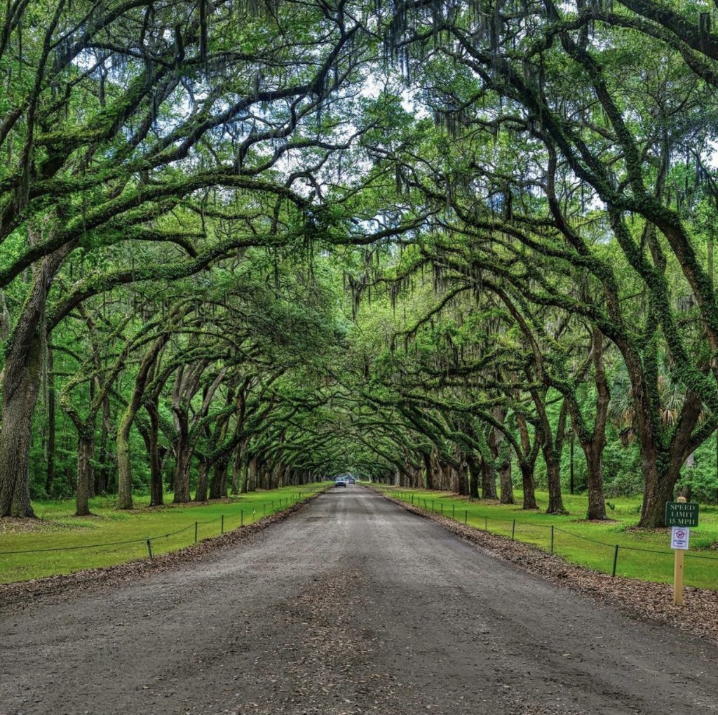 Wormsloe Historic Site, Top 10 places to visit Savannah, GA