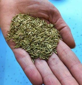 Handful of Fennel seeds, Benefits of Fennel Seeds
